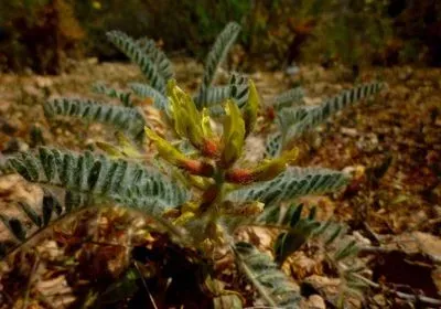 Astragalus nitidiflorus inaturalist extinct plant conservation taxonomy